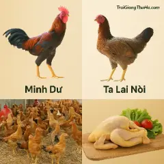 So Sánh Gà Minh Dư Và Gà Ta Lai Nòi – Nên Nuôi Giống Nào Để Có Lãi Cao?