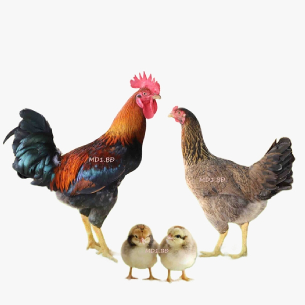Giá Gà Minh Dư Hôm Nay Bao Nhiêu? Bảng Giá Mới Nhất Gà Giống và Thương Phẩm
