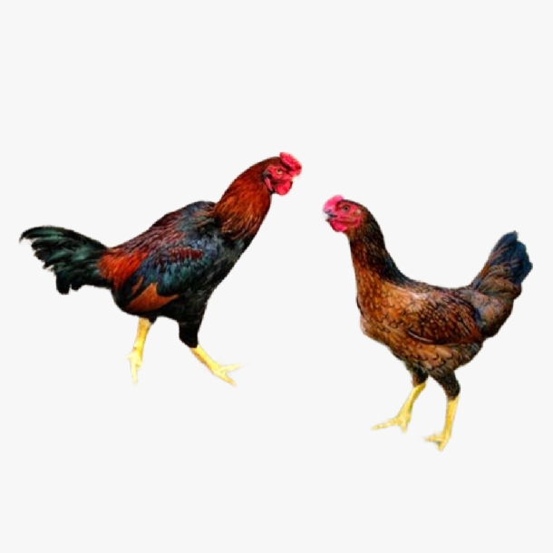 Giá Gà Ta Lai Nòi Hôm Nay Bao Nhiêu? Bảng Giá Mới Nhất Gà Giống và Gà Thương Phẩm