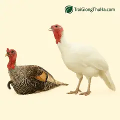 Mô Hình Nuôi Gà Tây Thả Vườn – Bí Quyết Làm Giàu Bền Vững Của Nhiều Hộ Nông Dân