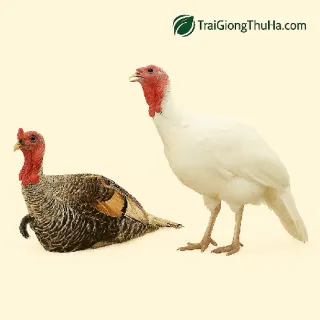 Mô Hình Nuôi Gà Tây Thả Vườn – Bí Quyết Làm Giàu Bền Vững Của Nhiều Hộ Nông Dân