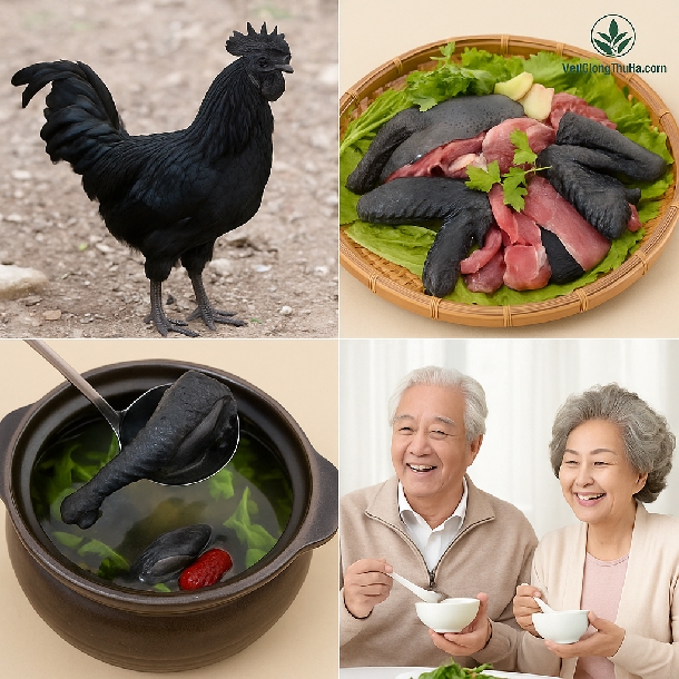 Gà H'Mông (Gà Đen) Có Thật Sự Tốt Cho Sức Khỏe? Phân Tích Khoa Học & Đông Y