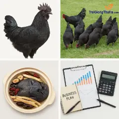 Có Nên Nuôi Gà Đen H'Mông Thương Phẩm? Phân Tích Lãi Lỗ, Đầu Ra Và Chiến Lược Thị Trường