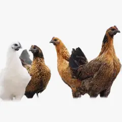 Giá Gà H'Mông Hiện Nay Bao Nhiêu 1kg? Mua Ở Đâu Chuẩn Giống, Uy Tín, Thịt Sạch?