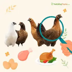 Gà H'Mông Thuần Chủng Là Gì? Đặc Điểm, Giá Trị & Cách Phân Biệt Với Gà Lai Chính Xác Nhất