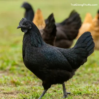 Gà H'Mông Thuần Chủng – Giống Gà Đen Bổ Dưỡng Giá Trị Cao Nhất Việt Nam