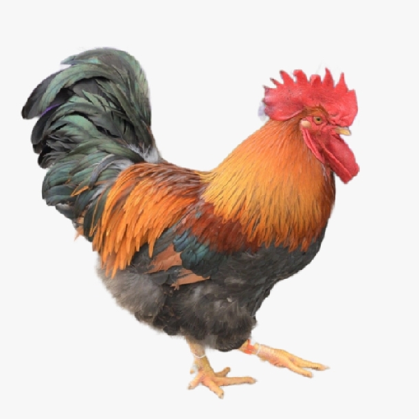 Gà Chíp Tàu Là Gì? Đặc Điểm, Nguồn Gốc & Lý Do Nhiều Người Nuôi Dịp Tết