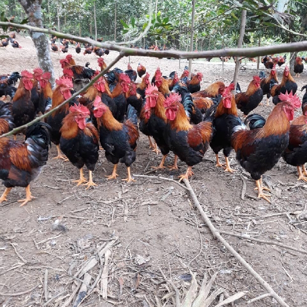 Nuôi Gà Chíp Mận Có Hiệu Quả Không? Phân Tích Kinh Tế, Đầu Ra Và Chi Phí Thực Tế