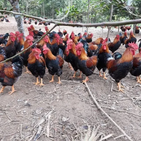 Nuôi Gà Chíp Mận Có Hiệu Quả Không? Phân Tích Kinh Tế, Đầu Ra Và Chi Phí Thực Tế