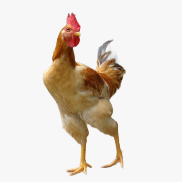 Gà Tàu Vàng Chân Cao K8 Là Gì? Đặc Điểm Nhận Biết & Hiệu Quả Nuôi Thả Vườn Tối Ưu