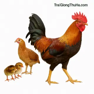 Gà Tàu Vàng Chân Cao K8 Bao Nhiêu 1 Con? Mua Ở Đâu Giống Chuẩn, Giá Tốt?