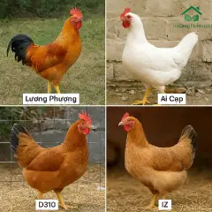 So Sánh Gà Lương Phượng Với Gà Ai Cập, D310, IZ – Nuôi Giống Nào Hiệu Quả Hơn?