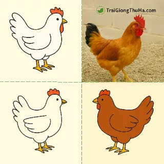 Gà Lương Phượng Được Lai Tạo Từ Giống Nào? Có Phải Là Gà Trung Quốc?