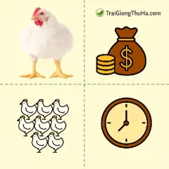 Mô Hình Nuôi Gà Công Nghiệp 1.000 Con – Bao Lâu Hòa Vốn? Chi Tiết Chi Phí & Doanh Thu