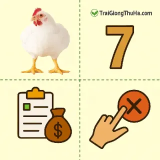 7 Lưu Ý Khi Chọn Giống Gà Công Nghiệp – Tránh Mất Tiền Oan