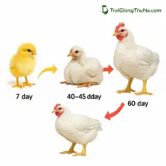 Gà Mỹ Trắng Công Nghiệp Nuôi Bao Lâu Xuất Chuồng? Phân Tích Lãi Lỗ Từng Giai Đoạn