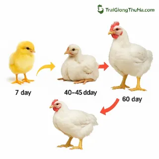 Gà Mỹ Trắng Công Nghiệp Nuôi Bao Lâu Xuất Chuồng? Phân Tích Lãi Lỗ Từng Giai Đoạn
