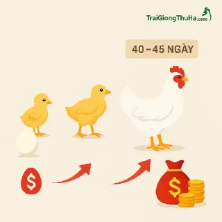 Gà Mỹ Trắng Công Nghiệp Nuôi Bao Lâu Xuất Chuồng? Phân Tích Lãi Lỗ