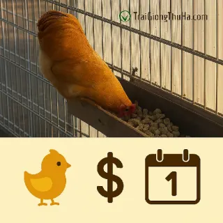 Gà Tam Hoàng Giống 1 Ngày Tuổi Giá Bao Nhiêu? Báo Giá Mới Nhất Hôm Nay