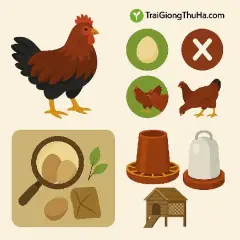 Toàn Tập Về Gà Lai Chọi 3 Máu: Ưu – Nhược Điểm Và Cách Lựa Giống Chuẩn