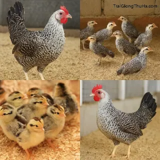 Bí Quyết Chọn Giống Gà Ai Cập 3 Máu Khỏe Mạnh, Đẻ Nhiều, Ít Bệnh