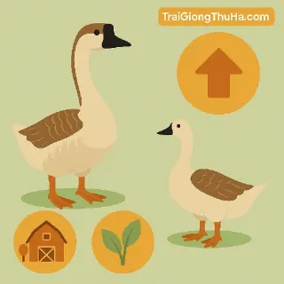 Giống Ngỗng Sư Tử Lai – Tăng Trọng Nhanh, Dễ Nuôi, Lợi Nhuận Cao Cho Nông Hộ Nhỏ