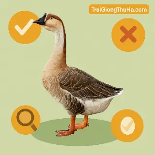 Ngỗng Sư Tử Lai Có Tốt Không? Ưu – Nhược Điểm Và Cách Chọn Giống Chuẩn Cho Người Mới Nuôi
