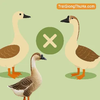So Sánh Ngỗng Sư Tử Lai Và Ngỗng Trung Quốc: Giống Nào Nên Nuôi Hiệu Quả Hơn?