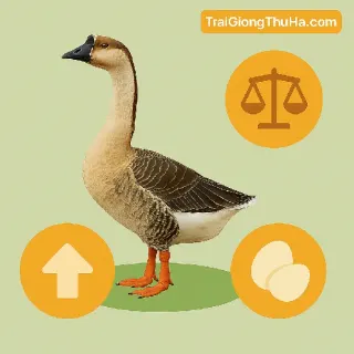 Ngỗng Sư Tử Có Nặng Không? Trọng Lượng Trưởng Thành Và Giá Trị Thịt Thương Phẩm Mới Nhất