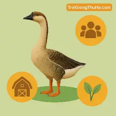 Ngỗng Sư Tử Thích Hợp Mô Hình Nào? Gợi Ý Cách Nuôi Hiệu Quả Cho Nông Hộ Vốn Nhỏ