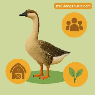Ngỗng Sư Tử Thích Hợp Mô Hình Nào? Gợi Ý Cách Nuôi Hiệu Quả Cho Nông Hộ Vốn Nhỏ