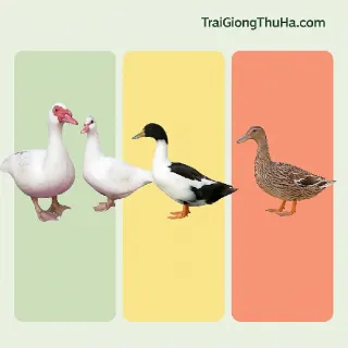 Ngan Pháp Có Tốt Không? So Sánh Ưu Nhược Điểm Với Ngan Lai Và Ngan Cỏ