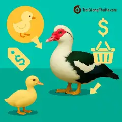 Giá Vịt Xiêm Hôm Nay Bao Nhiêu? Cập Nhật Giá Giống Và Thịt Thương Phẩm Mới Nhất