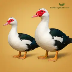 Vịt Xiêm Trống Hay Mái Nuôi Lấy Thịt Tốt Hơn? Bật Mí Từ Người Chăn Nuôi Lâu Năm
