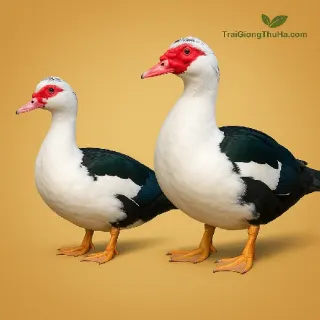 Vịt Xiêm Trống Hay Mái Nuôi Lấy Thịt Tốt Hơn? Bật Mí Từ Người Chăn Nuôi Lâu Năm