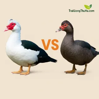 Vịt Xiêm Lai Và Vịt Xiêm Thuần Chủng: Nên Nuôi Giống Nào Hiệu Quả Hơn?