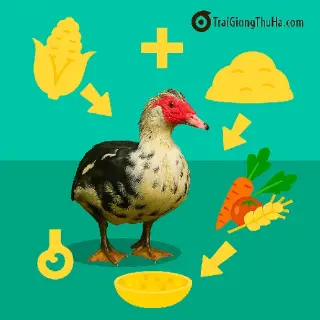 Thức Ăn Cho Ngan Nội Ăn Mau Lớn, Tăng Trọng Đều – Công Thức Phối Trộn Kinh Tế Nhất