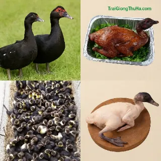 Ngan Trâu Thịt Ngon Không? Giá Trị Thương Phẩm Và Đầu Ra Thực Tế