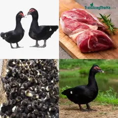 Toàn Tập Về Ngan Trâu: Đặc Điểm Ngoại Hình, Sức Đề Kháng Và Năng Suất Thịt Cao