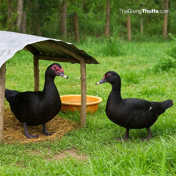 Mô Hình Nuôi Ngan Trâu Thả Vườn – Ít Rủi Ro, Phù Hợp Với Khí Hậu Việt Nam