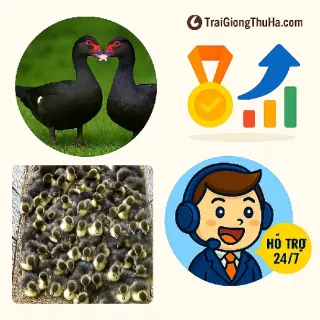 Cách Chọn Ngan Đen Giống Chuẩn, Tỷ Lệ Sống Cao, Lớn Nhanh, Không Hao Hụt