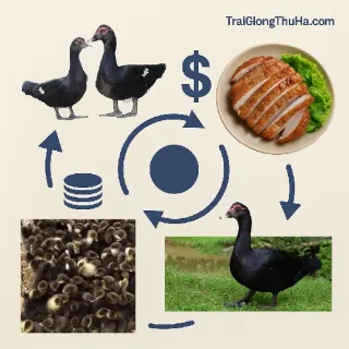 Nuôi 50 Con Ngan Đen Thả Vườn Có Khả Thi Không? Lộ Trình Chi Tiết Và Hiệu Quả Thực Tế Cho Nông Hộ