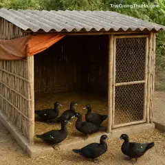 Tự Làm Chuồng Nuôi Ngan Trâu Giá Rẻ – Dưới 3 Triệu Đồng | Hướng Dẫn Chi Tiết