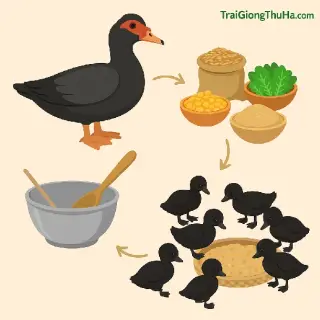Công Thức Trộn Thức Ăn Cho Ngan Đen Mau Lớn – Ít Cám Công Nghiệp, Hiệu Quả Cao