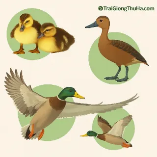 Giống Vịt Trời Thuần Chủng: Cách Phân Biệt, Chọn Giống Và Hiệu Quả Kinh Tế