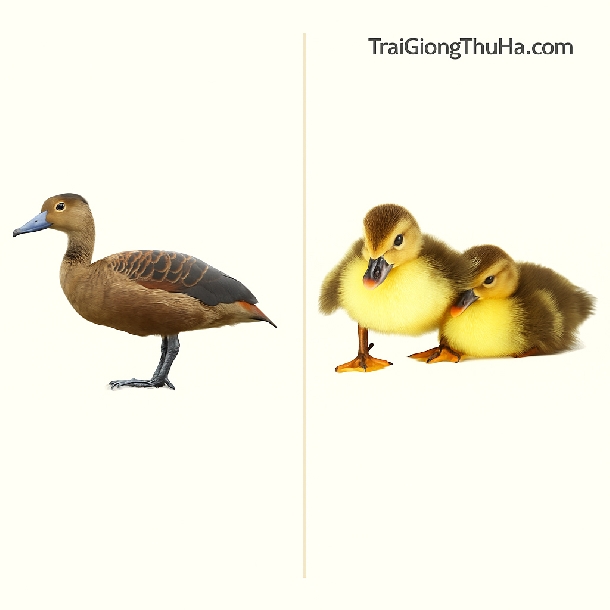 Vịt Trời Mỏ Chì Hay Mỏ Khuyết Tốt Hơn? So Sánh Chi Tiết Giúp Người Nuôi Chọn Đúng Giống