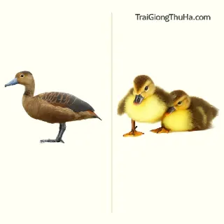 Vịt Trời Mỏ Chì Hay Mỏ Khuyết Tốt Hơn? So Sánh Chi Tiết Giúp Người Nuôi Chọn Đúng Giống