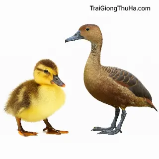 Giống Vịt Trời Mỏ Chì – Đặc Sản Thịt Ngon, Dễ Nuôi, Lợi Nhuận Cao
