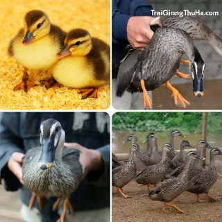 Chi Tiết Cách Nuôi Vịt Trời Mỏ Khuyết Từ Lúc Nở Đến Khi Bán Thịt
