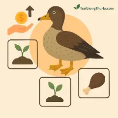 Khởi Nghiệp Với Vịt Trời Mỏ Chì: Đầu Tư Nhỏ, Lãi Cao, Thịt Ngon Dễ Bán